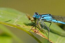 Enallagma cyathigerum