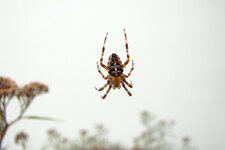 Épeire diadème - Araneus diadematus