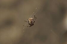 Epeire sp.