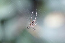Araneus sp.