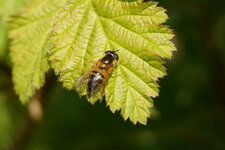 Epistrophe eligans