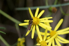 Episyrphus balteatus