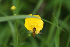 Episyrphus balteatus