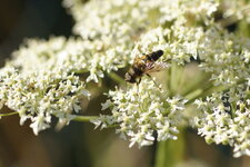 Eristale des fleurs - sous réserve