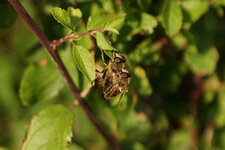 Eristale sp. in copula