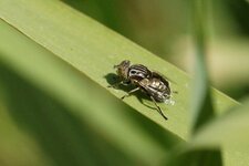Eristalinus megacephalus - sous réserve