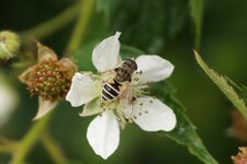 Eristale des arbustes femelle