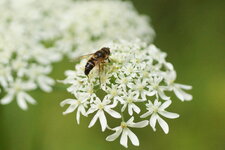 Eristalis pertinax