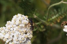 Eristalis sp.