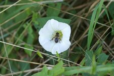 Eristalis sp.