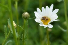 Eristalis sp.