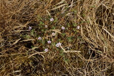 Erodium circutarium