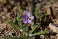 Erodium sp.