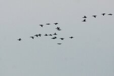 Escouade de Grands cormorans