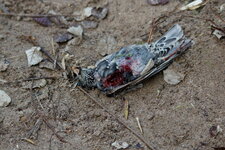 Etourneau is dead 