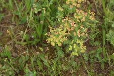 Euphorbe petit-cyprès