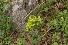 Euphorbe petit-cyprès