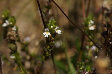 Euphrasia sp.