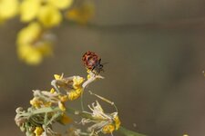 Eurydema ornata