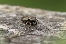 Heliophanus auratus - sous réserve