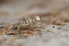 Exuvie de libellule déprimée - Libellula depressa