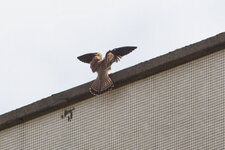 Faucon crécerelle juvénile