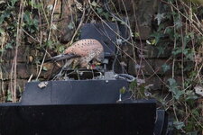 La chasse fut bonne !