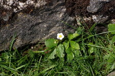 Potentille faux-fraisier