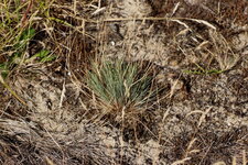 Festuca sp.