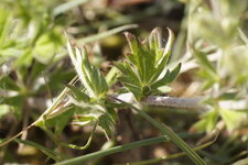 Feuille de Potentilla hirta - sous réserve