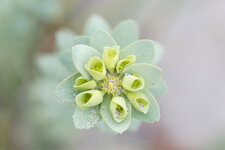 Fleur d