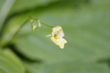Fleur d