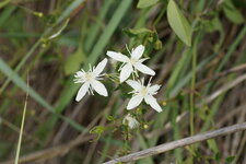 Fleur de Clématite fausse-vigne