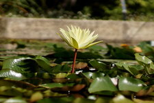 Fleur de Nénuphar sp.