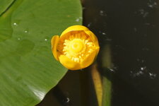 Fleur de Potamot graminé