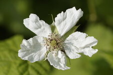 Fleur de roncier