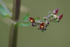 Fleur de Scrophulaire sp.