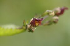 Fleur de Scrophularia sp.