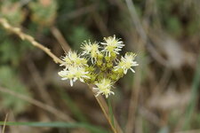 Fleur de Sédum