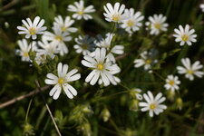 Fleur de Stellaire hollostée