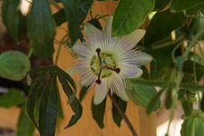 Passiflore