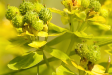 Au secours de la flore vasculaire bretonne