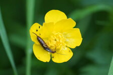 Forficule sp.