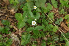 Fragaria vesca