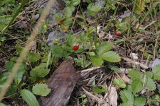 Fraise des bois