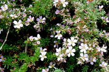 Frankénie lisse (frankenia laevis)