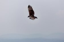 Rapace
