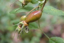 cynorrhodon (fruit de l