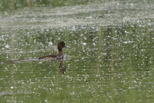 Fuligule morillon - femelle