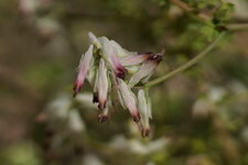 Fleurs de Fumeterre agreste